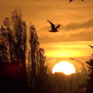 Andrew Miller Sunrise 300x300