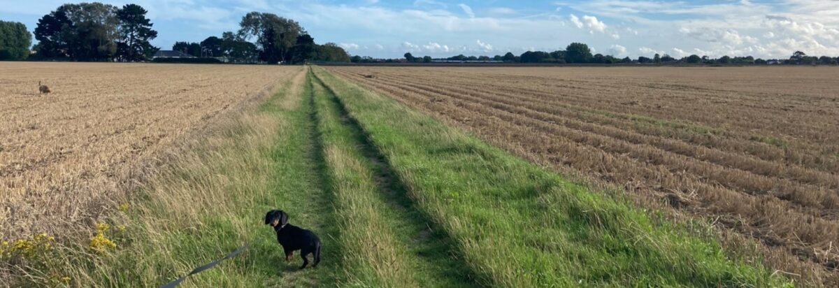 Anne Elston Field View With Dog