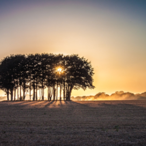 Dave Mallen Sunset With Trees 300x300