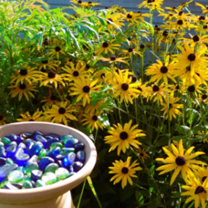 Dave Tetchner Rudbeckia And Bee Station 300x300