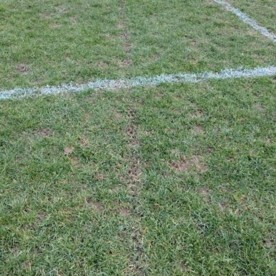 Damaged Grass