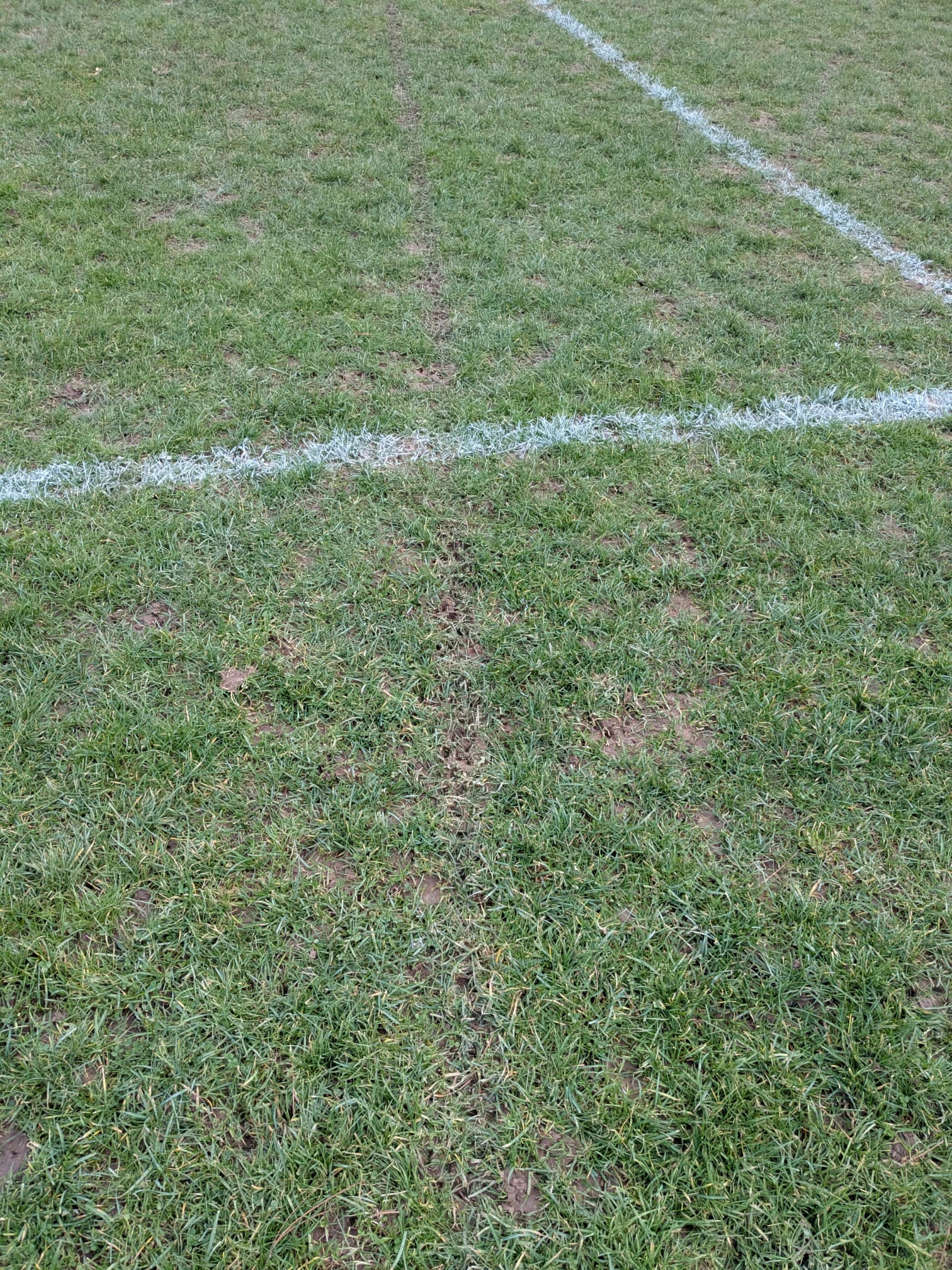 Damaged Grass