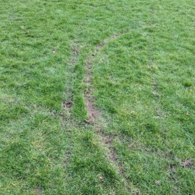 Damaged Grass