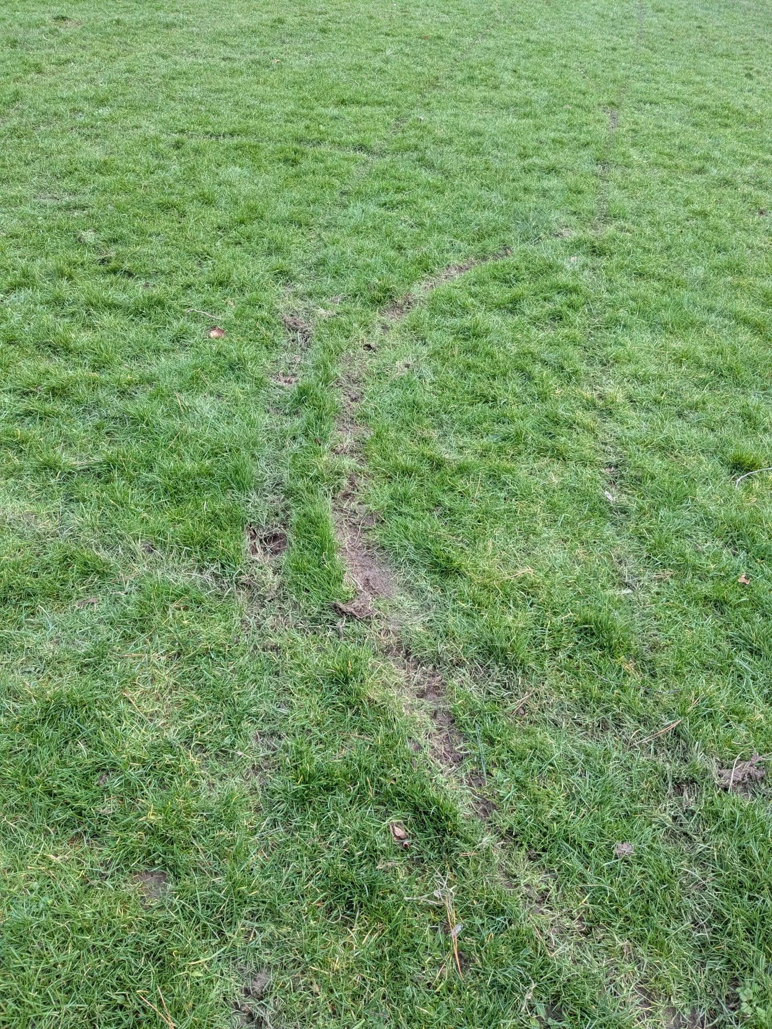 Damaged Grass